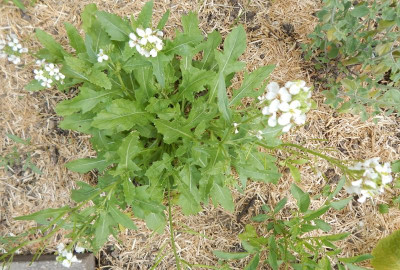 Diplotaxis erucoides.JPG