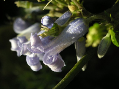 Clematis-tubulosa-Bluten.jpg
