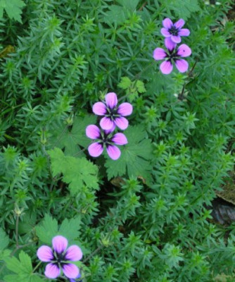 Geranium_procurrens_161005.jpg