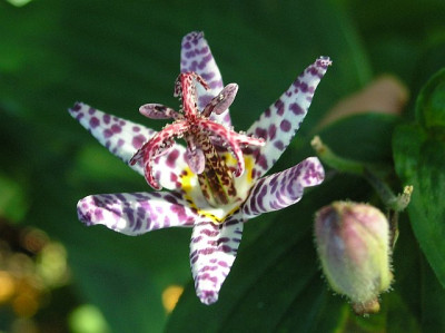 Tricyrtis_Samurai_151005.jpg