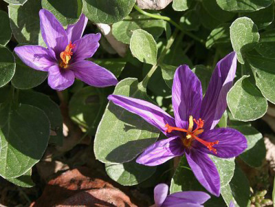 IMG_1070_eHerbstcrocus_nn.JPG