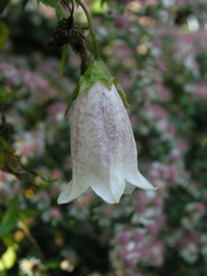 Glockenblume_mit_Aster.jpg