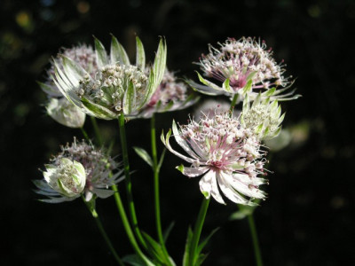 Astrantia_161005.jpg