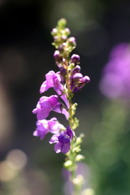 linaria01.jpg