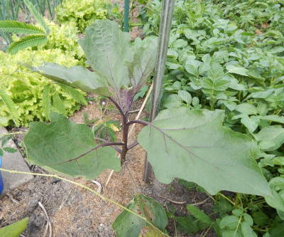 Aubergine 1.JPG