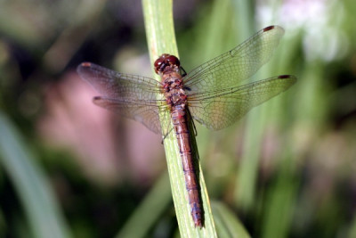libelle_langesblatt.jpg