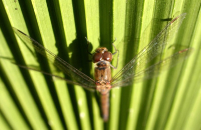 libelle_palme01.jpg