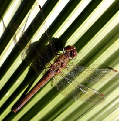 libelle_palme02.jpg