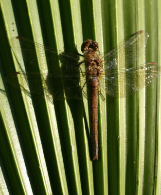 libelle_palme03.jpg
