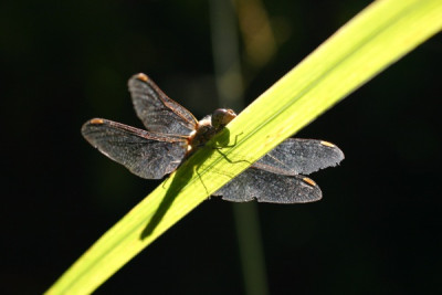 libelle_gegenlicht.jpg