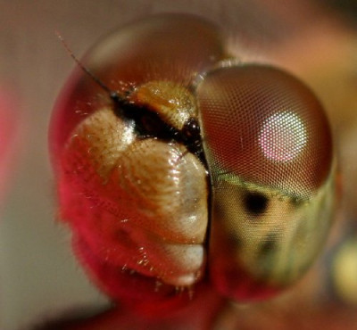 libelle_auge.jpg
