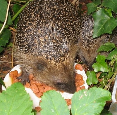 zwei_Igel_1.jpg