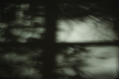 clematisschatten_N15806.jpg
