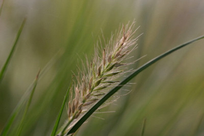 Gras-Okt-1.jpg