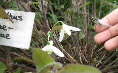 Herbstschneeglockchen.jpg