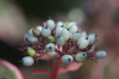 Beere-3.jpg