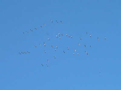 Zugvoegel-2_161005.jpg