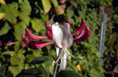 Lonicera100.jpg