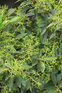 viburnum-2.jpg