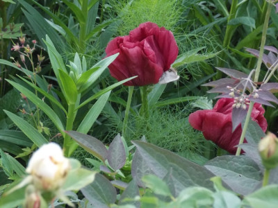 DSCN6172v.JPG