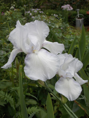 DSCN6179v.JPG