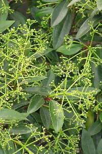 Viburnum-4.jpg