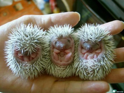 Igel-Babies.jpg