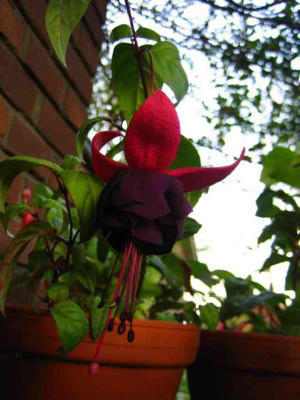 Fuchsie2.jpg