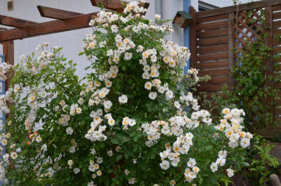 Rose-Trier.15-2.jpg