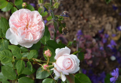 Rose-Sabrina.15-1.jpg