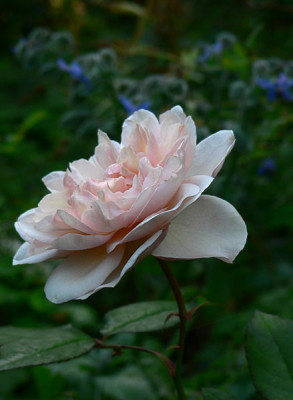 1rosa-gruss.jpg