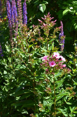 Phlox-Sommerfreude.15-1.jpg