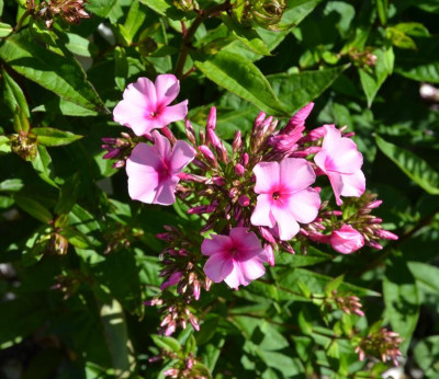 Phlox-Sommerfreude.15-2.jpg