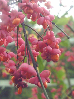 PfaffenhutchenEuonymus.jpg