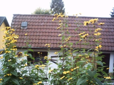 Topinambur.jpg