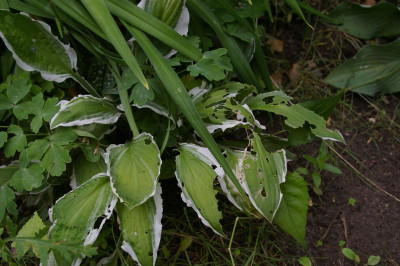 Vergessene Hosta.101.jpg