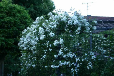 Rose Unschuld0914a.jpg