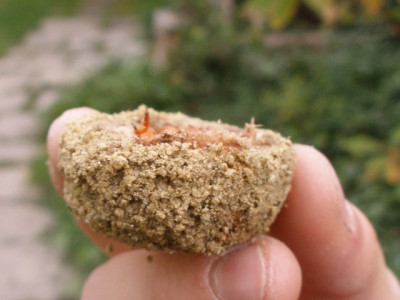2005-10-14_raupe_2.jpg