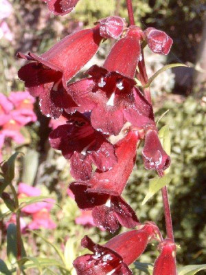 Penstemon.jpg