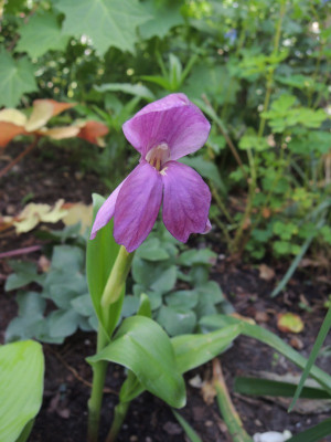 Roscoea humeana.JPG