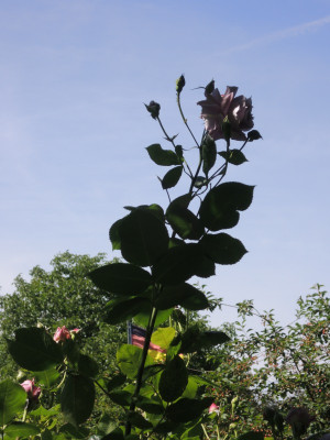 R.Novalis-oben.JPG