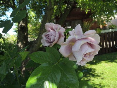 R.Novalis15.JPG