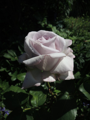 R.Amethyst15.JPG