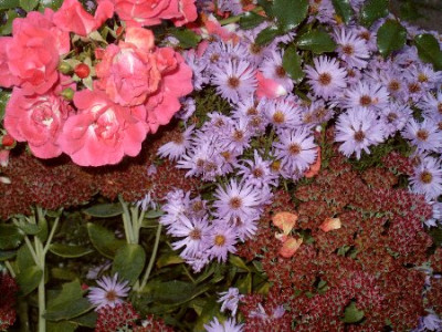 Rose_Heidetraum_mit_blauer_Herbstaster_und_Fetter_Henne.jpg
