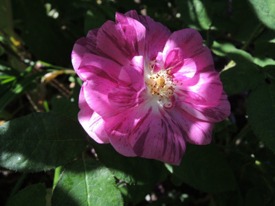 R.Marie Madeleine Lucat.JPG