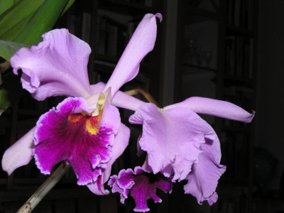 Cattleya 007.JPG