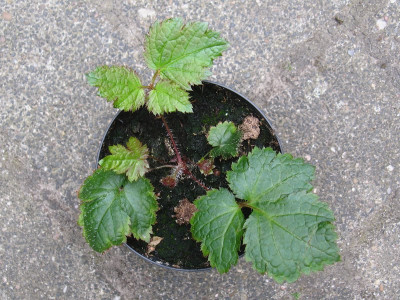 Sonderform (Kopie).jpg