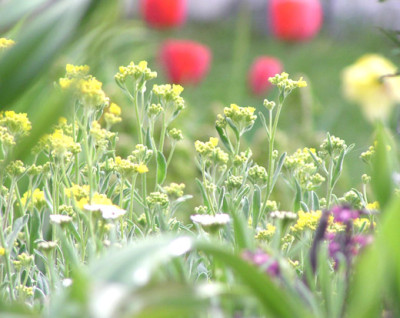 alyssum.jpg