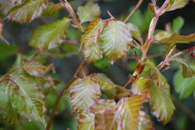 DSC_0951.JPG