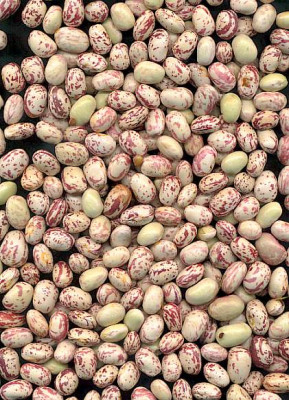 borlotti_letzte.jpg